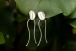 Aretes Hilo de Agua - Image 9
